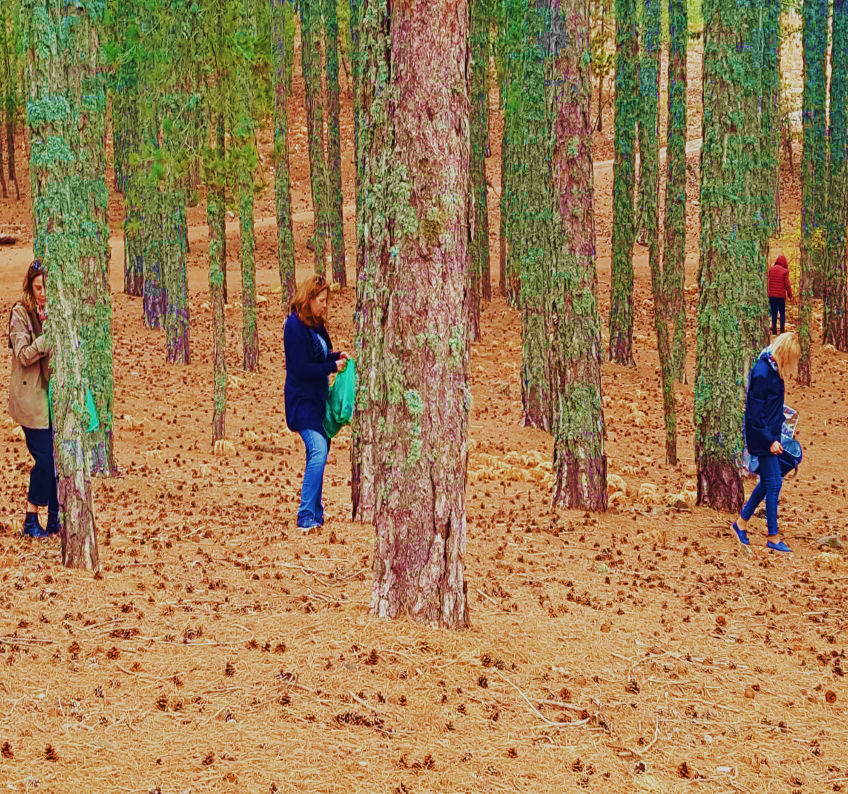 Gathering pine cones in the Troodos pine forest, Cyprus